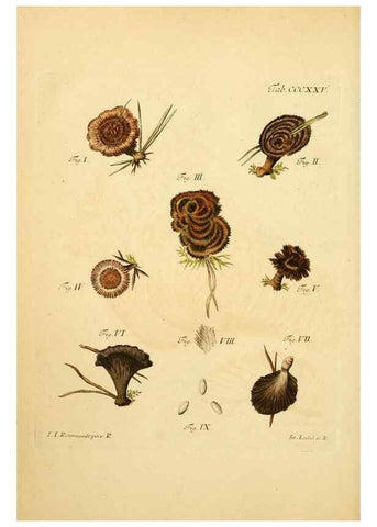 Reproducción/Reproduction 10315732223: Fungorum qui in Bavaria et Palatinatu circa Ratisbonam nascuntur icones, nativis coloribus expressae.. Erlangae,Apud J.J. Palmium,1800.