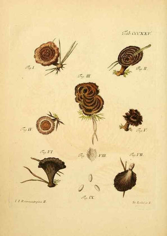 Reproducción/Reproduction 10315732223: Fungorum qui in Bavaria et Palatinatu circa Ratisbonam nascuntur icones, nativis coloribus expressae.. Erlangae,Apud J.J. Palmium,1800.