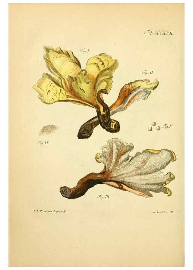 Reproducción/Reproduction 10315689343: Fungorum qui in Bavaria et Palatinatu circa Ratisbonam nascuntur icones, nativis coloribus expressae.. Erlangae,Apud J.J. Palmium,1800.