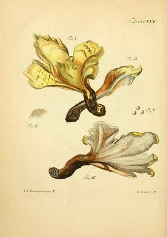 Reproducción/Reproduction 10315689343: Fungorum qui in Bavaria et Palatinatu circa Ratisbonam nascuntur icones, nativis coloribus expressae.. Erlangae,Apud J.J. Palmium,1800.