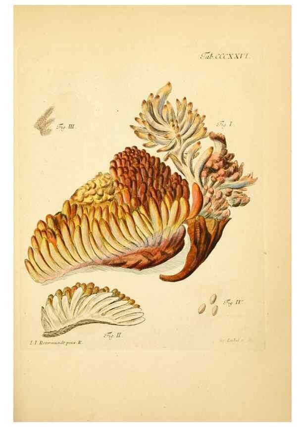 Reproducción/Reproduction 10315577615: Fungorum qui in Bavaria et Palatinatu circa Ratisbonam nascuntur icones, nativis coloribus expressae.. Erlangae,Apud J.J. Palmium,1800.