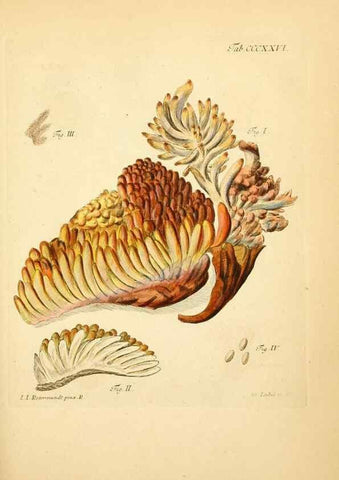 Reproducción/Reproduction 10315577615: Fungorum qui in Bavaria et Palatinatu circa Ratisbonam nascuntur icones, nativis coloribus expressae.. Erlangae,Apud J.J. Palmium,1800.