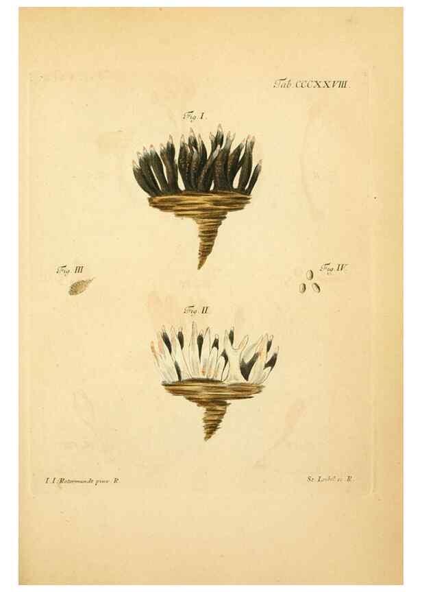 Reproducción/Reproduction 10315561774: Fungorum qui in Bavaria et Palatinatu circa Ratisbonam nascuntur icones, nativis coloribus expressae.. Erlangae,Apud J.J. Palmium,1800.