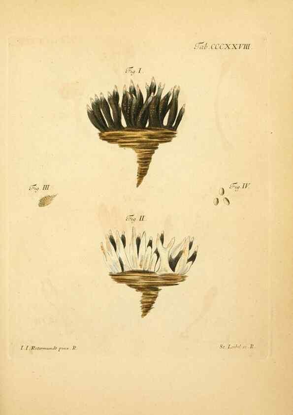Reproducción/Reproduction 10315561774: Fungorum qui in Bavaria et Palatinatu circa Ratisbonam nascuntur icones, nativis coloribus expressae.. Erlangae,Apud J.J. Palmium,1800.