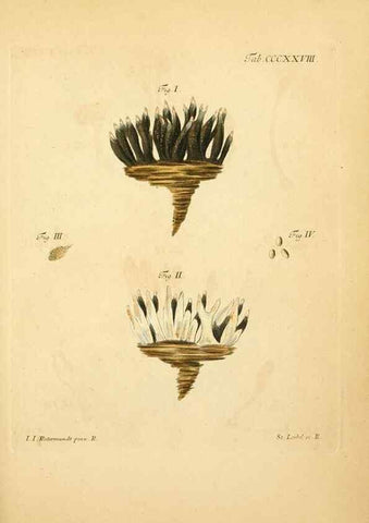 Reproducción/Reproduction 10315561774: Fungorum qui in Bavaria et Palatinatu circa Ratisbonam nascuntur icones, nativis coloribus expressae.. Erlangae,Apud J.J. Palmium,1800.