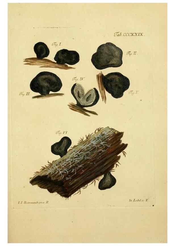 Reproducción/Reproduction 10315750413: Fungorum qui in Bavaria et Palatinatu circa Ratisbonam nascuntur icones, nativis coloribus expressae.. Erlangae,Apud J.J. Palmium,1800.