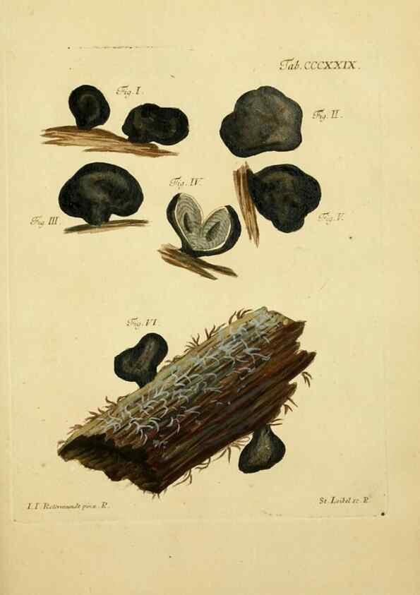 Reproducción/Reproduction 10315750413: Fungorum qui in Bavaria et Palatinatu circa Ratisbonam nascuntur icones, nativis coloribus expressae.. Erlangae,Apud J.J. Palmium,1800.