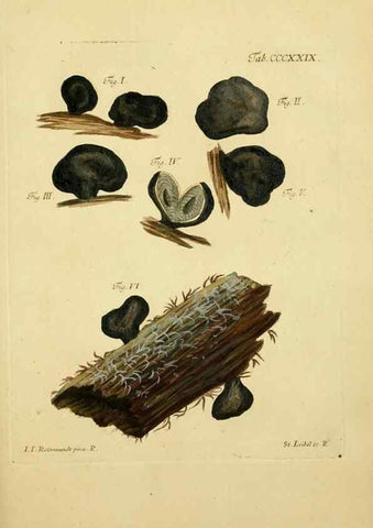 Reproducción/Reproduction 10315750413: Fungorum qui in Bavaria et Palatinatu circa Ratisbonam nascuntur icones, nativis coloribus expressae.. Erlangae,Apud J.J. Palmium,1800.