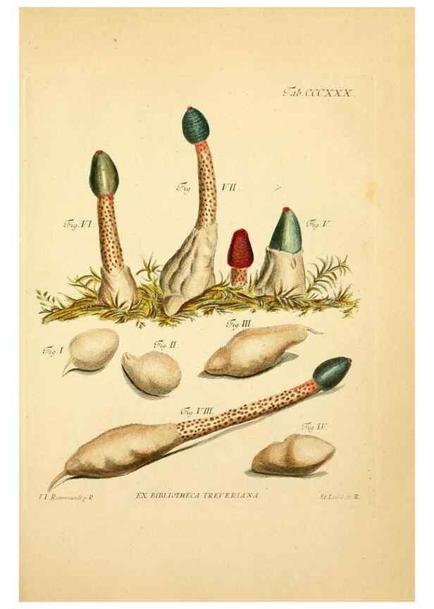 Reproducción/Reproduction 10315570464: Fungorum qui in Bavaria et Palatinatu circa Ratisbonam nascuntur icones, nativis coloribus expressae.. Erlangae,Apud J.J. Palmium,1800.