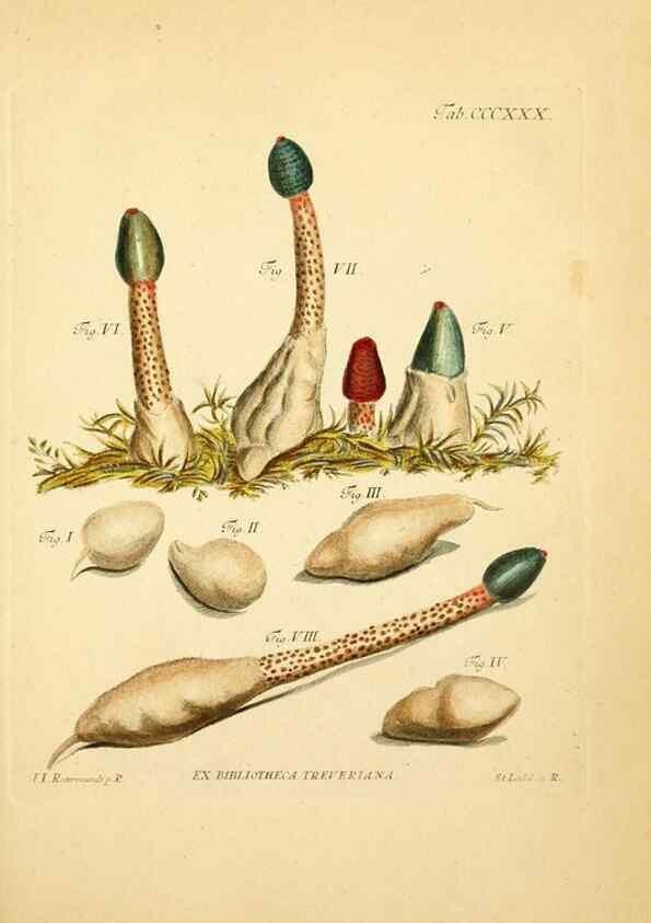 Reproducción/Reproduction 10315570464: Fungorum qui in Bavaria et Palatinatu circa Ratisbonam nascuntur icones, nativis coloribus expressae.. Erlangae,Apud J.J. Palmium,1800.