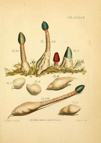 Reproducción/Reproduction 10315570464: Fungorum qui in Bavaria et Palatinatu circa Ratisbonam nascuntur icones, nativis coloribus expressae.. Erlangae,Apud J.J. Palmium,1800.