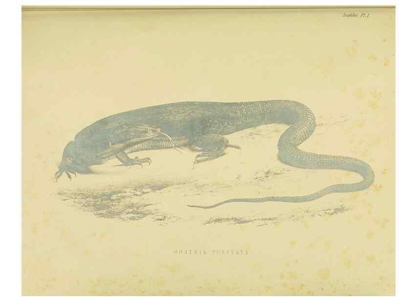 Reproducción/Reproduction 10327838736: The zoology of the voyage of the H.M.S. Erebus & Terror,. London,E. W. Janson,1844-1875.