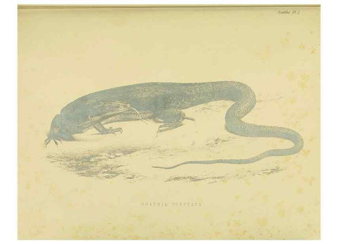 Reproducción/Reproduction 10327838736: The zoology of the voyage of the H.M.S. Erebus & Terror,. London,E. W. Janson,1844-1875.