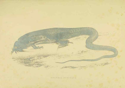 Reproducción/Reproduction 10327838736: The zoology of the voyage of the H.M.S. Erebus & Terror,. London,E. W. Janson,1844-1875.