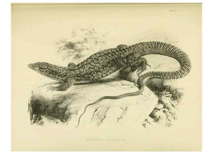 Reproducción/Reproduction 10328001013: The zoology of the voyage of the H.M.S. Erebus & Terror,. London,E. W. Janson,1844-1875.