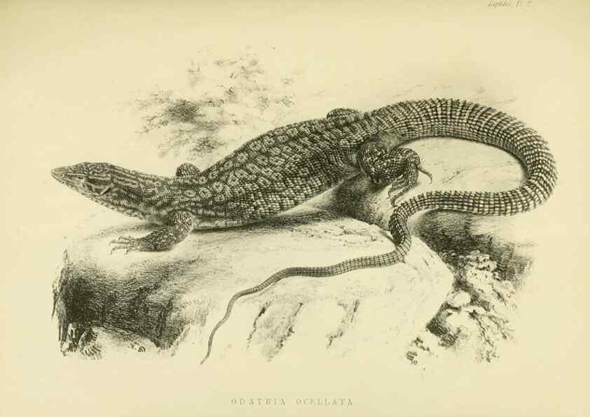 Reproducción/Reproduction 10328001013: The zoology of the voyage of the H.M.S. Erebus & Terror,. London,E. W. Janson,1844-1875.