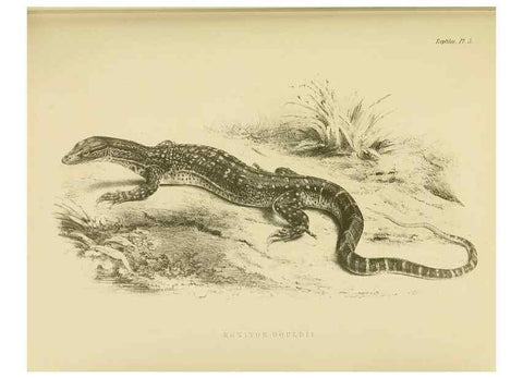 Reproducción/Reproduction 10327828434: The zoology of the voyage of the H.M.S. Erebus & Terror,. London,E. W. Janson,1844-1875.
