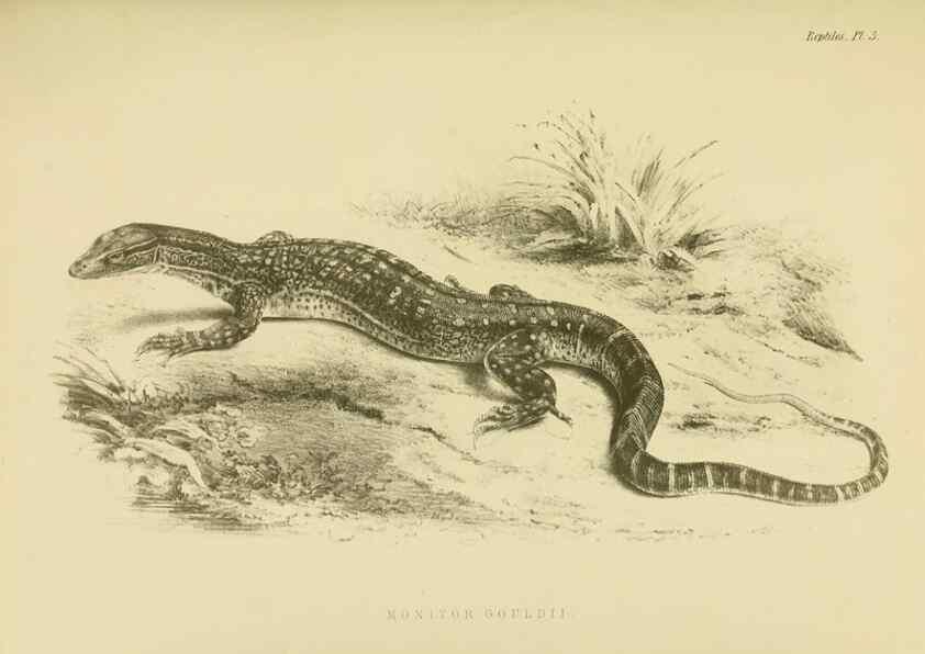 Reproducción/Reproduction 10327828434: The zoology of the voyage of the H.M.S. Erebus & Terror,. London,E. W. Janson,1844-1875.