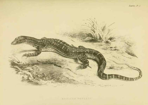 Reproducción/Reproduction 10327828434: The zoology of the voyage of the H.M.S. Erebus & Terror,. London,E. W. Janson,1844-1875.