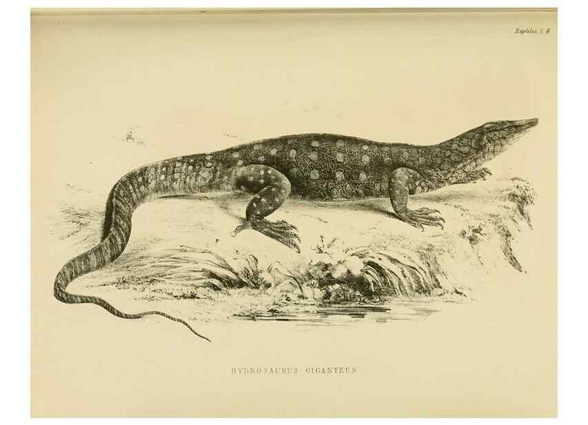 Reproducción/Reproduction 10327847335: The zoology of the voyage of the H.M.S. Erebus & Terror,. London,E. W. Janson,1844-1875.