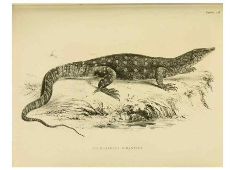 Reproducción/Reproduction 10327847335: The zoology of the voyage of the H.M.S. Erebus & Terror,. London,E. W. Janson,1844-1875.