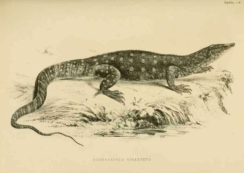 Reproducción/Reproduction 10327847335: The zoology of the voyage of the H.M.S. Erebus & Terror,. London,E. W. Janson,1844-1875.
