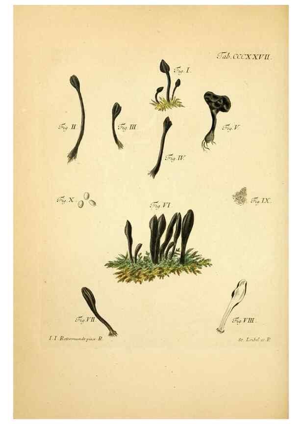 Reproducción/Reproduction 10315583035: Fungorum qui in Bavaria et Palatinatu circa Ratisbonam nascuntur icones, nativis coloribus expressae.. Erlangae,Apud J.J. Palmium,1800.