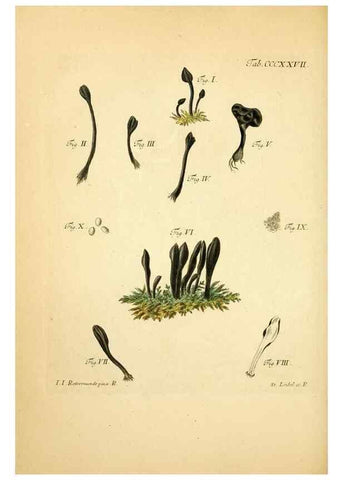 Reproducción/Reproduction 10315583035: Fungorum qui in Bavaria et Palatinatu circa Ratisbonam nascuntur icones, nativis coloribus expressae.. Erlangae,Apud J.J. Palmium,1800.