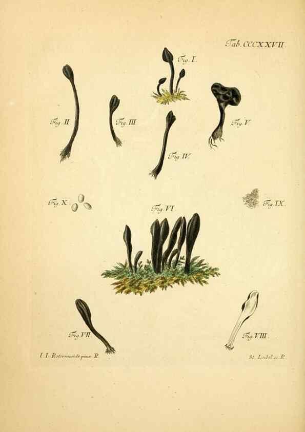 Reproducción/Reproduction 10315583035: Fungorum qui in Bavaria et Palatinatu circa Ratisbonam nascuntur icones, nativis coloribus expressae.. Erlangae,Apud J.J. Palmium,1800.