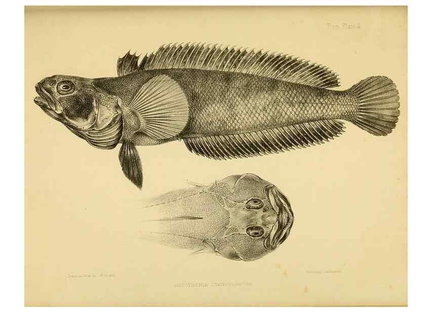 Reproducción/Reproduction 10327884854: The zoology of the voyage of the H.M.S. Erebus & Terror,. London,E. W. Janson,1844-1875.