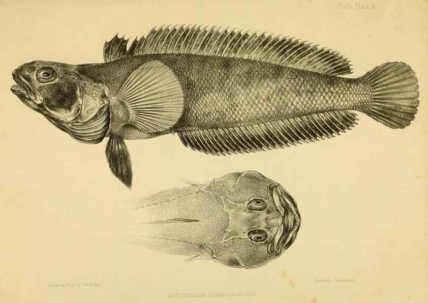 Reproducción/Reproduction 10327884854: The zoology of the voyage of the H.M.S. Erebus & Terror,. London,E. W. Janson,1844-1875.