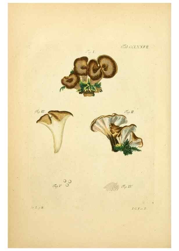 Reproducción/Reproduction 10315331726: Fungorum qui in Bavaria et Palatinatu circa Ratisbonam nascuntur icones, nativis coloribus expressae.. Erlangae,Apud J.J. Palmium,1800.