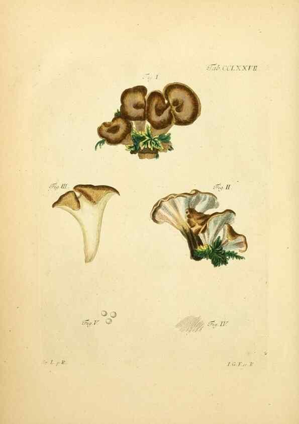 Reproducción/Reproduction 10315331726: Fungorum qui in Bavaria et Palatinatu circa Ratisbonam nascuntur icones, nativis coloribus expressae.. Erlangae,Apud J.J. Palmium,1800.
