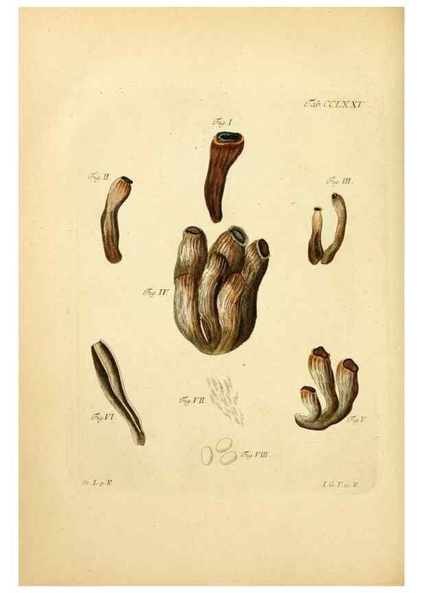 Reproducción/Reproduction 10314744844: Fungorum qui in Bavaria et Palatinatu circa Ratisbonam nascuntur icones, nativis coloribus expressae.. Erlangae,Apud J.J. Palmium,1800.