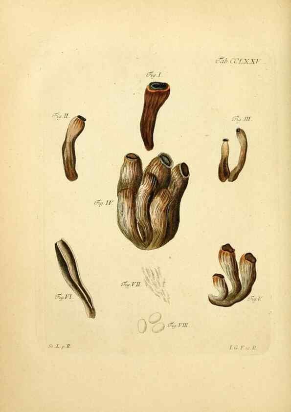 Reproducción/Reproduction 10314744844: Fungorum qui in Bavaria et Palatinatu circa Ratisbonam nascuntur icones, nativis coloribus expressae.. Erlangae,Apud J.J. Palmium,1800.