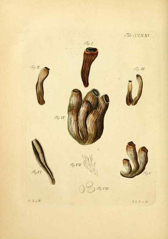 Reproducción/Reproduction 10314744844: Fungorum qui in Bavaria et Palatinatu circa Ratisbonam nascuntur icones, nativis coloribus expressae.. Erlangae,Apud J.J. Palmium,1800.