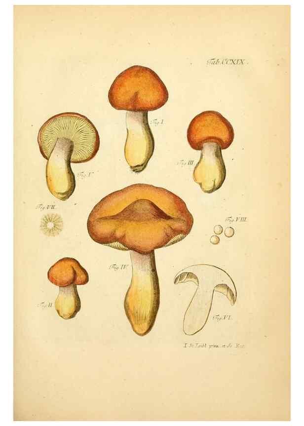 Reproducción/Reproduction 10314499934: Fungorum qui in Bavaria et Palatinatu circa Ratisbonam nascuntur icones, nativis coloribus expressae.. Erlangae,Apud J.J. Palmium,1800.