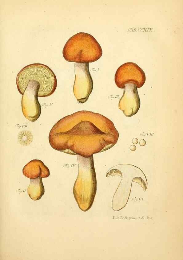 Reproducción/Reproduction 10314499934: Fungorum qui in Bavaria et Palatinatu circa Ratisbonam nascuntur icones, nativis coloribus expressae.. Erlangae,Apud J.J. Palmium,1800.