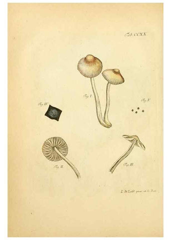 Reproducción/Reproduction 10314537475: Fungorum qui in Bavaria et Palatinatu circa Ratisbonam nascuntur icones, nativis coloribus expressae.. Erlangae,Apud J.J. Palmium,1800.