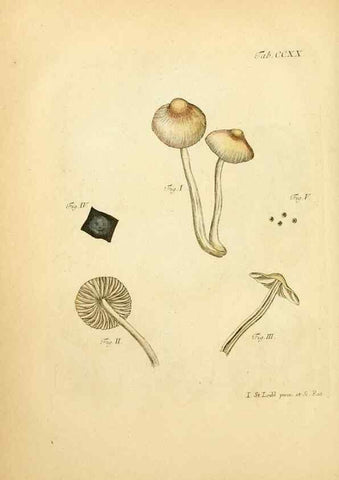 Reproducción/Reproduction 10314537475: Fungorum qui in Bavaria et Palatinatu circa Ratisbonam nascuntur icones, nativis coloribus expressae.. Erlangae,Apud J.J. Palmium,1800.