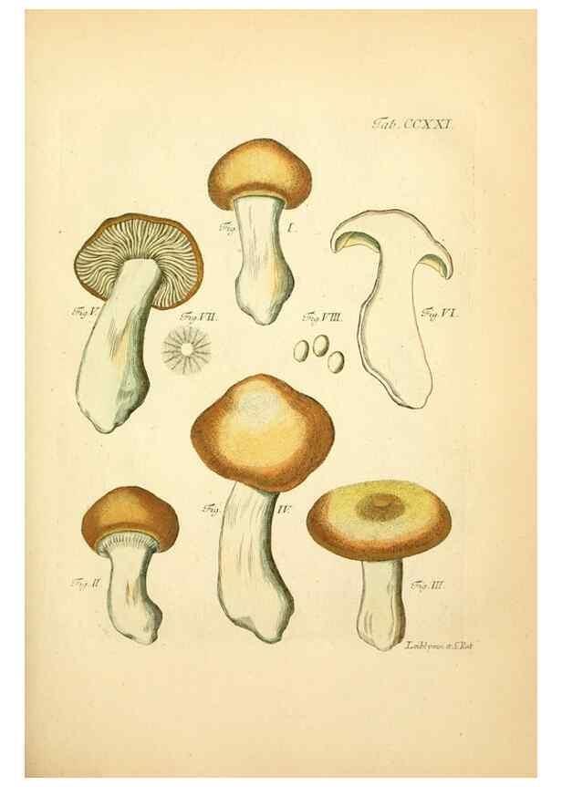 Reproducción/Reproduction 10314508754: Fungorum qui in Bavaria et Palatinatu circa Ratisbonam nascuntur icones, nativis coloribus expressae.. Erlangae,Apud J.J. Palmium,1800.