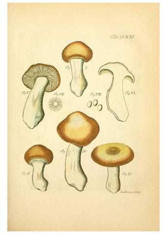 Reproducción/Reproduction 10314508754: Fungorum qui in Bavaria et Palatinatu circa Ratisbonam nascuntur icones, nativis coloribus expressae.. Erlangae,Apud J.J. Palmium,1800.