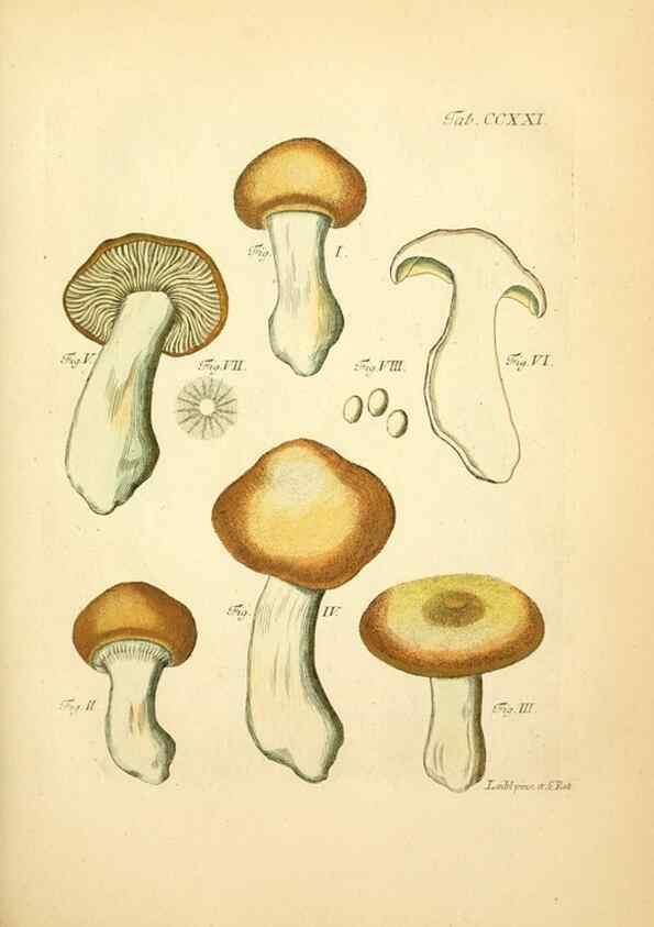 Reproducción/Reproduction 10314508754: Fungorum qui in Bavaria et Palatinatu circa Ratisbonam nascuntur icones, nativis coloribus expressae.. Erlangae,Apud J.J. Palmium,1800.