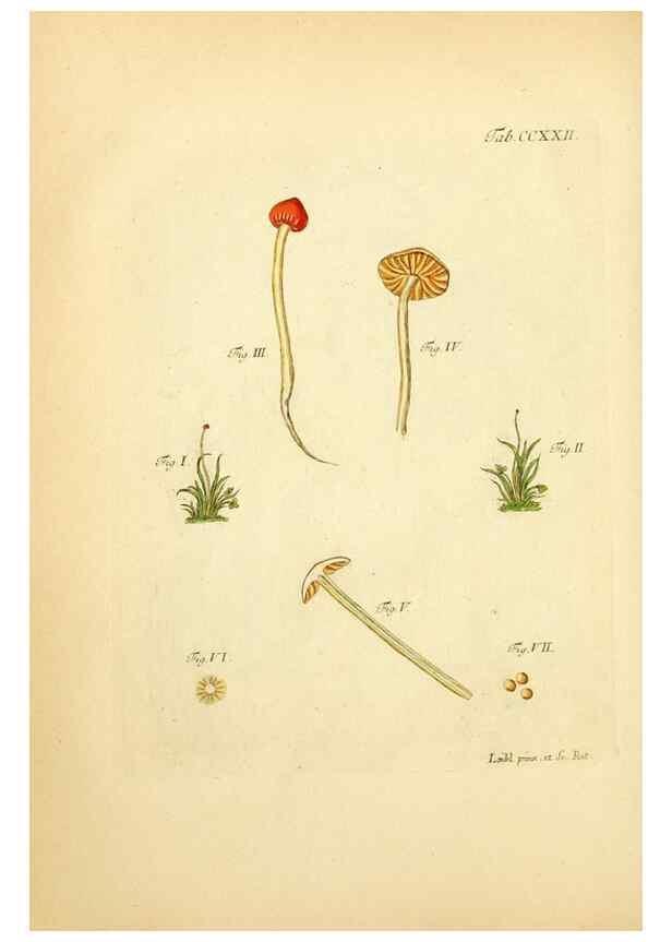 Reproducción/Reproduction 10314706273: Fungorum qui in Bavaria et Palatinatu circa Ratisbonam nascuntur icones, nativis coloribus expressae.. Erlangae,Apud J.J. Palmium,1800.