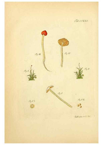 Reproducción/Reproduction 10314706273: Fungorum qui in Bavaria et Palatinatu circa Ratisbonam nascuntur icones, nativis coloribus expressae.. Erlangae,Apud J.J. Palmium,1800.