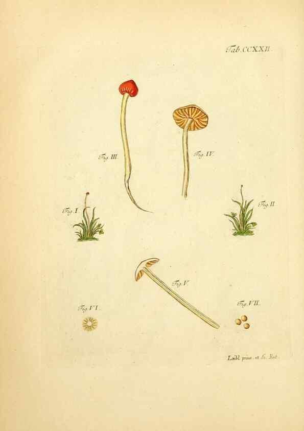 Reproducción/Reproduction 10314706273: Fungorum qui in Bavaria et Palatinatu circa Ratisbonam nascuntur icones, nativis coloribus expressae.. Erlangae,Apud J.J. Palmium,1800.