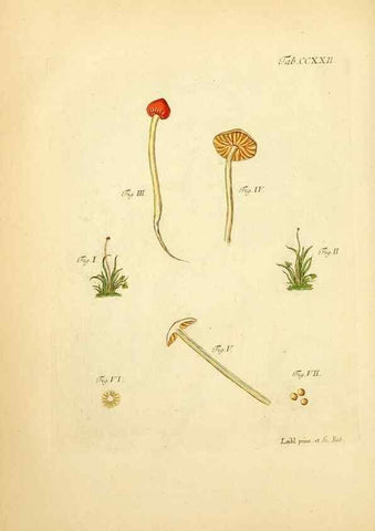 Reproducción/Reproduction 10314706273: Fungorum qui in Bavaria et Palatinatu circa Ratisbonam nascuntur icones, nativis coloribus expressae.. Erlangae,Apud J.J. Palmium,1800.