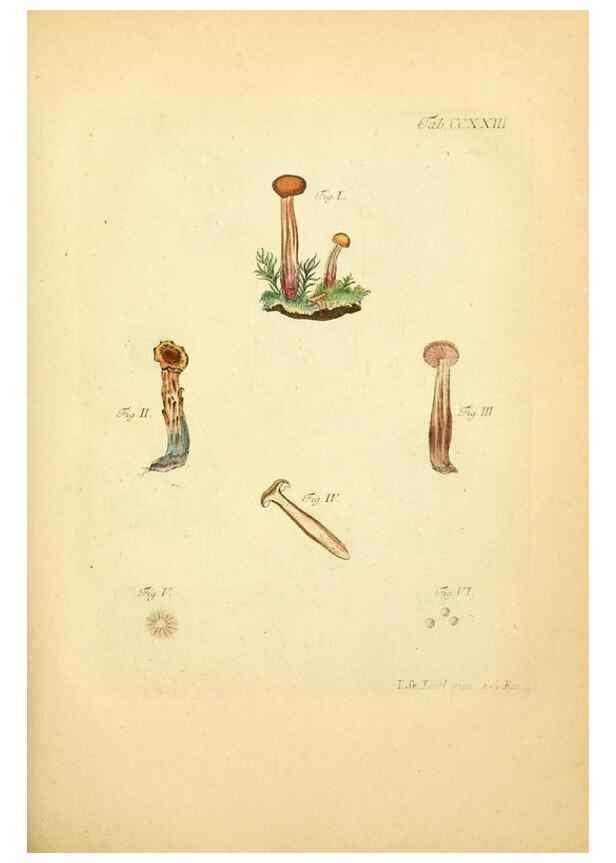 Reproducción/Reproduction 10314573986: Fungorum qui in Bavaria et Palatinatu circa Ratisbonam nascuntur icones, nativis coloribus expressae.. Erlangae,Apud J.J. Palmium,1800.