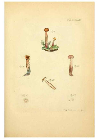 Reproducción/Reproduction 10314573986: Fungorum qui in Bavaria et Palatinatu circa Ratisbonam nascuntur icones, nativis coloribus expressae.. Erlangae,Apud J.J. Palmium,1800.