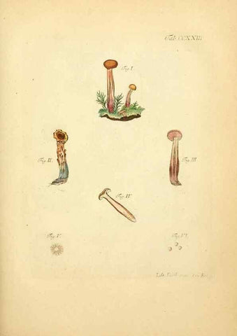 Reproducción/Reproduction 10314573986: Fungorum qui in Bavaria et Palatinatu circa Ratisbonam nascuntur icones, nativis coloribus expressae.. Erlangae,Apud J.J. Palmium,1800.